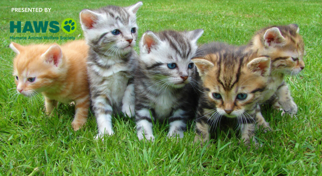 Pet Friends
